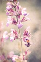 Bumblebee on sage