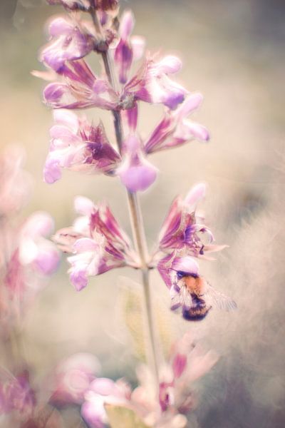 Bumblebee on sage by Tanja Tarras