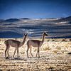 Vicunas tijdens de zonsopgang in de Puna de Atacama Argentinie van Marco Rutten