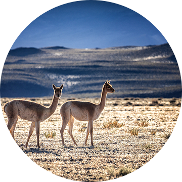 Vicunas tijdens de zonsopgang in de Puna de Atacama Argentinie