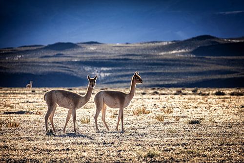 Vicunas bei Sonnenaufgang in der Puna de Atacama Argentinien