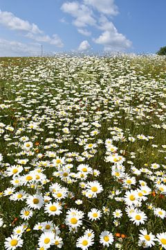 A field of daisies in bloom by Claude Laprise