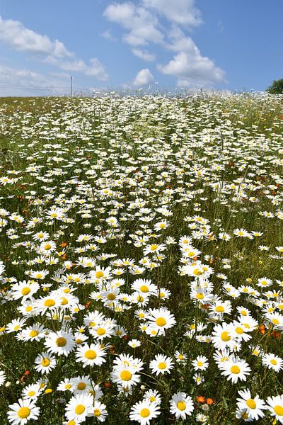 Ein Feld voller blühender Gänseblümchen von Claude Laprise