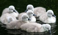 Seven Fluffy Baby Cygnets