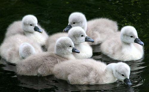 Jonge Zwanen