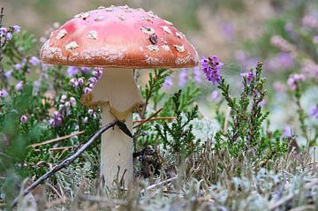 Delicate witte en rode paddenstoel, op de bosgrond. van Martin Köbsch