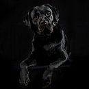 Labrador by Anouschka Hendriks thumbnail