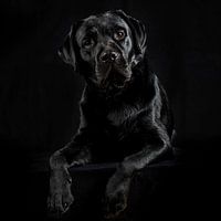 Labrador