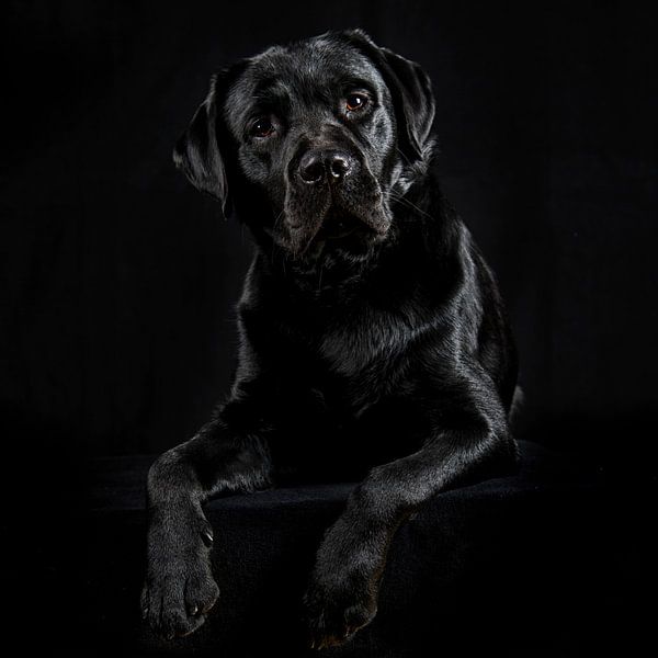 Labrador by Anouschka Hendriks