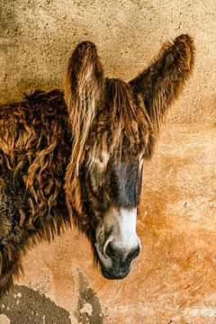 Poitou sur Lars van de Goor