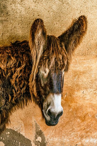 Poitou par Lars van de Goor