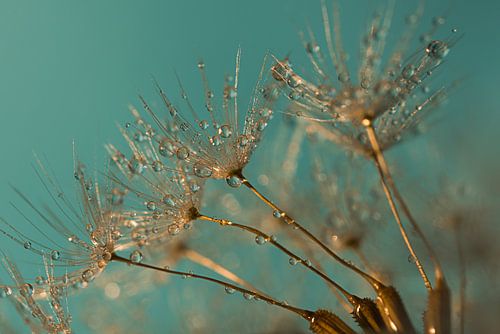 Turquoise and gold: The bending fluff of a dandelion by Marjolijn van den Berg