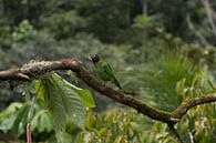 Rainbow collored parrot of Costa Rica van Mirjam Welleweerd thumbnail