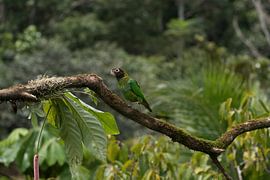 Rainbow collored parrot of Costa Rica by Mirjam Welleweerd