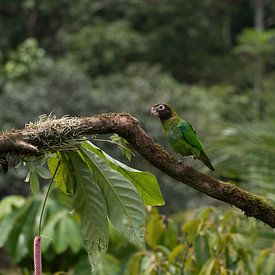 Rainbow collored parrot of Costa Rica van Mirjam Welleweerd