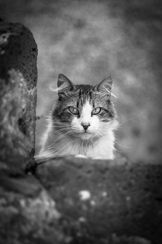 poes / kat op trap fotoposter of  wanddecoratie