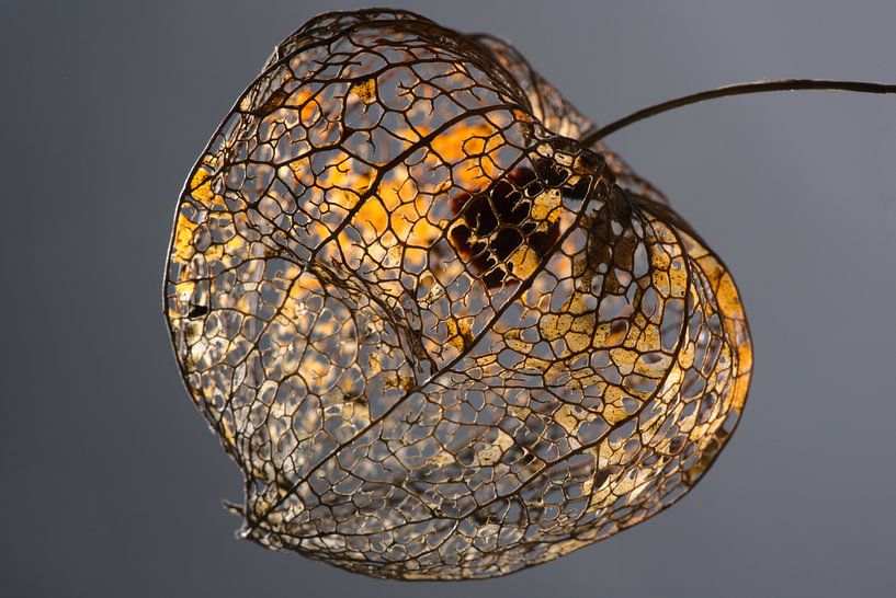 Herstlampion by Arie Jan Kraai