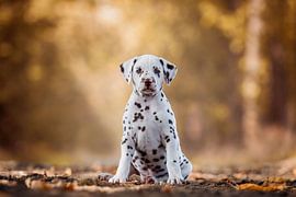 Dalmatiër puppy van Lotte van Alderen