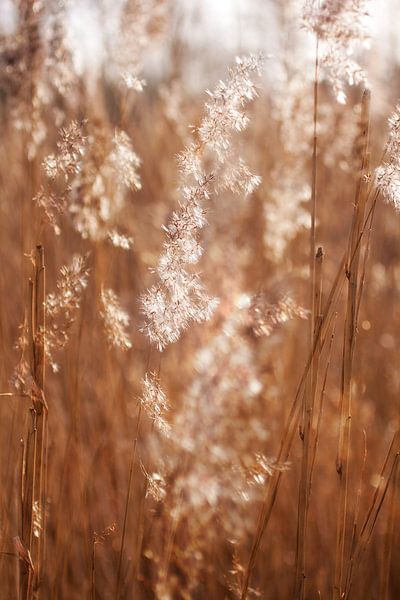 Flusen im Wind. von Sandor Ploegman-Stam