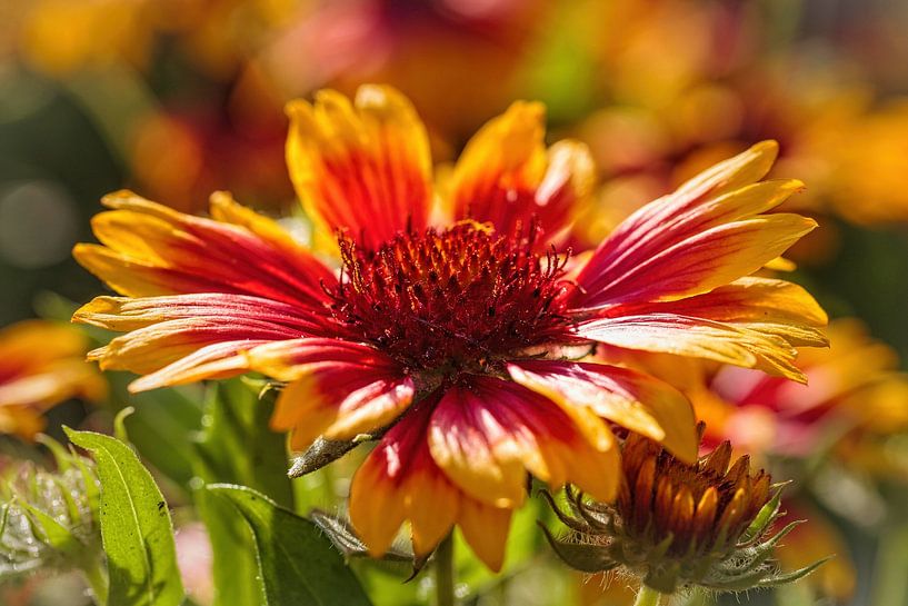 Camaraderie Flower by Rob Boon