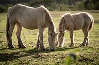White horses in the field