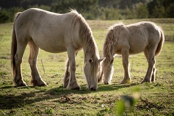 Witte paarden in het veld van Durk-jan Veenstra