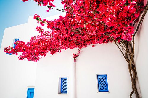 Greek house with bright pink bougainvillea