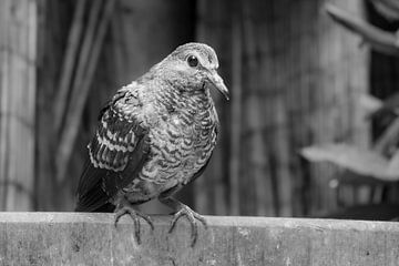 Die südamerikanische Inka-Taube - Exotisches Federmuster