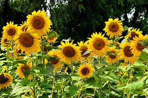 Wilde zonnebloemen in Frankrijk van Blond Beeld