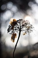 Silhouette Hortensie in der Wintersonne | Stillleben Naturfotografie