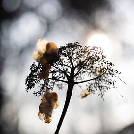 Silhouette Hortensie in der Wintersonne | Stillleben Naturfotografie von Suzanne Rotteveel