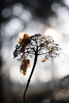 Silhouette Hortensie in der Wintersonne | Stillleben Naturfotografie
