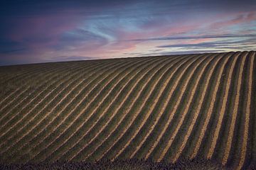 Lavendelvelden in de Franse provincie Provence van gaps photography