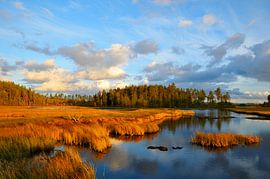 Autumn in Värmlands län by Karin Jähne
