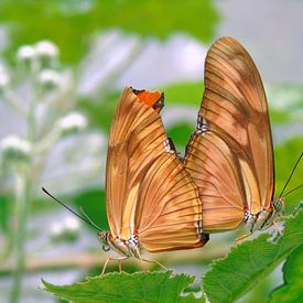 Dryas Julia.. Love on a Leaf! ( Tropische vlinders ) Collectie 2018 sur Jan van Bruggen