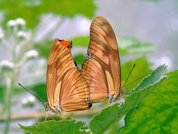 Dryas Julia.. Love on a Leaf! ( Tropische vlinders ) Collectie 2018 von Jan van Bruggen