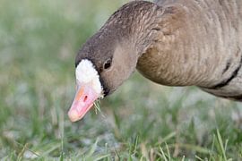 White-fronted Goose ( Anser albifrons ) in winter, feeding, detailed close up, wildlife, Europe. by wunderbare Erde