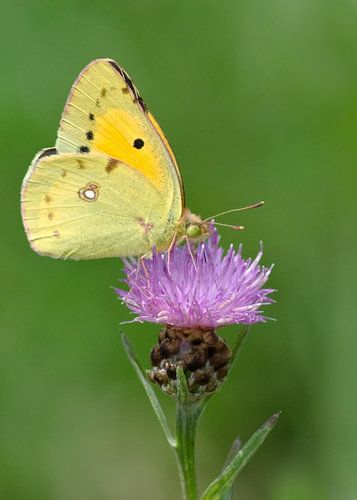 Gele luzerne vlinder op zwart knoopkruid.