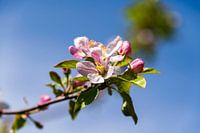 Appelbloesem