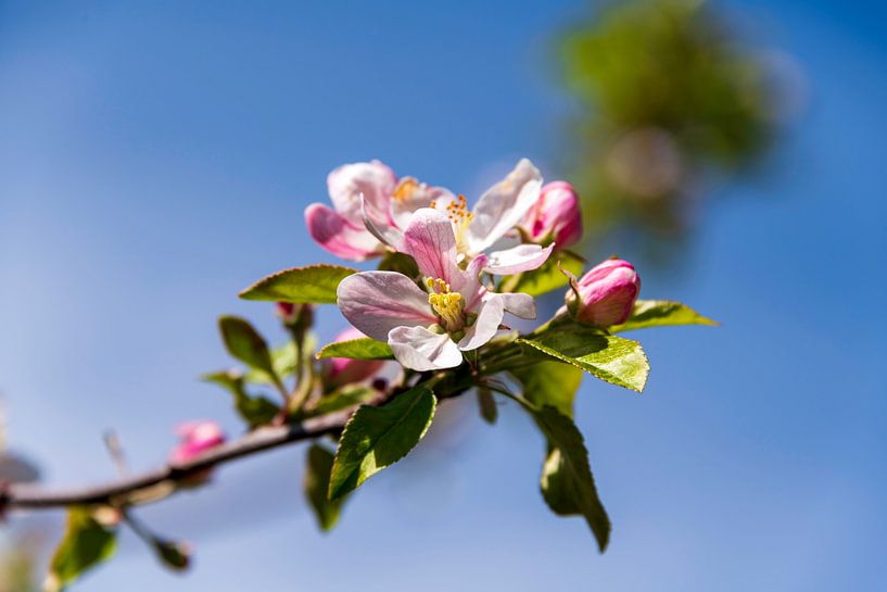 Appelbloesem van Peter Baier