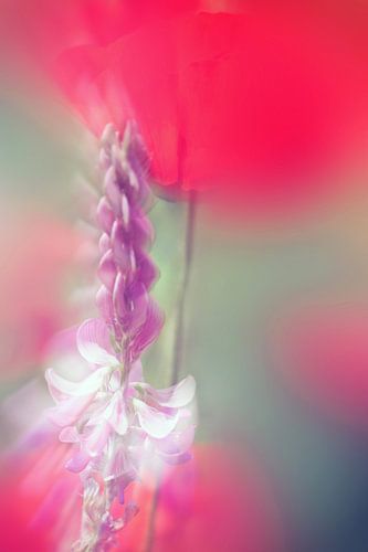 Romantica