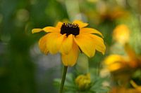 Gele Bloem