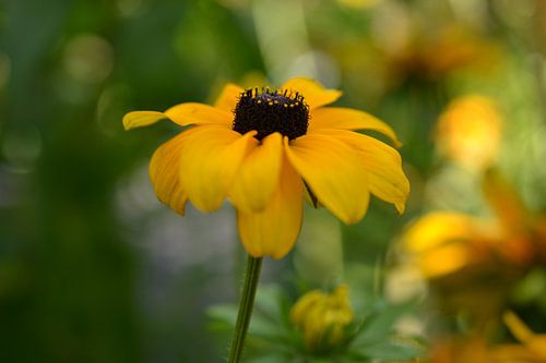 Gele Bloem