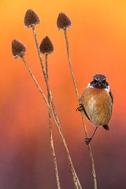 Wintering male European Stonechat (Saxicola rubicola) in Italy.