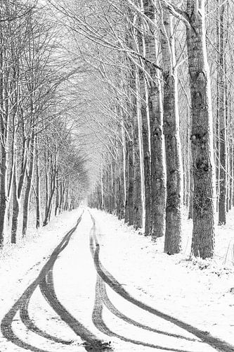 Perspective d'hiver dans la forêt