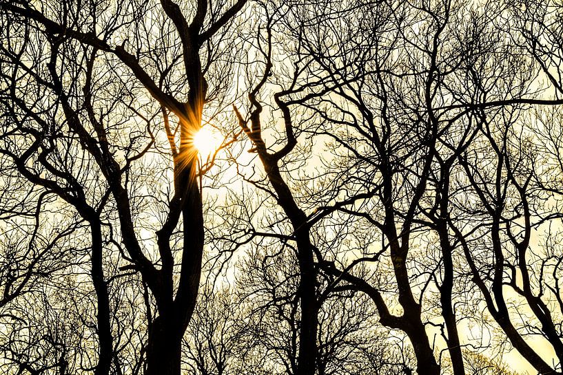 Das Gegenlicht der Sonne durch die kahlen Äste der Bäume von Harrie Muis