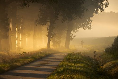 Fog between the trees and a cyclist in the morning