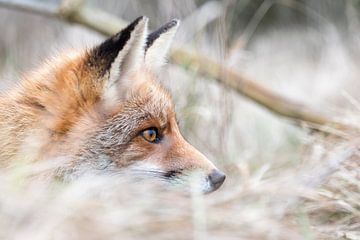 The fox is hiding and in focus! by As Janson