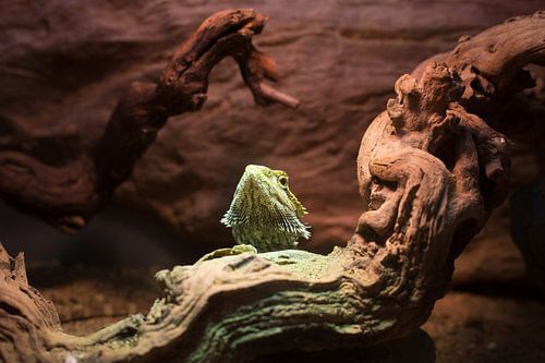 Baardagame in terrarium