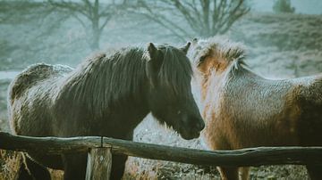 Wilde paarden bij de Posbank van AciPhotography